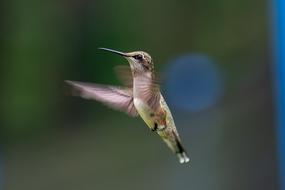Bird Nature Hummingbird