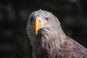Adler Raptor Bird macro
