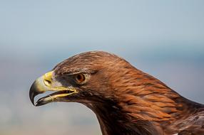 Adler Raptor Bird Of
