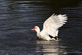 Muscovy Duck Bird
