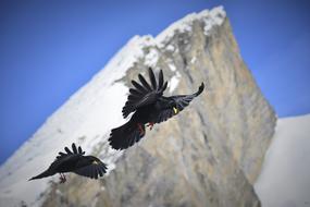 Flying falcons in the sky by the mountain