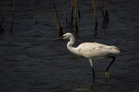 Bird Waters Lake