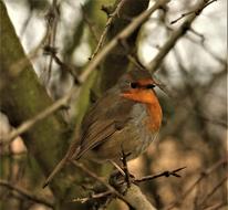 Robin Wildlife Bird