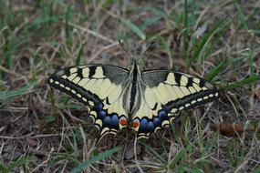 Butterfly Yellow Insect