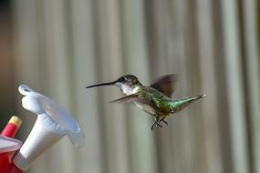 Bird Nature Hummingbird