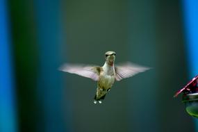 Bird Nature Hummingbird