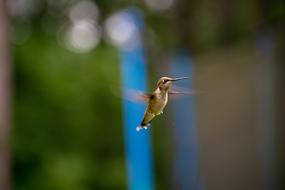 Bird Nature Hummingbird