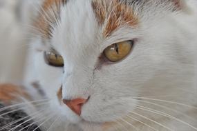 Cat Pet White