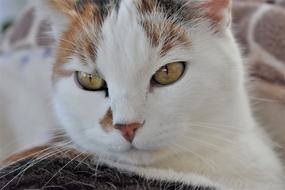 Cat Pet White