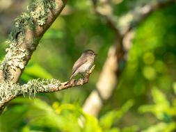 African Dusky Flycatcher Bird