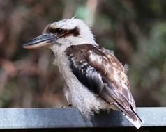 Kookaburra Young Scruffy
