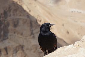 Bird Nature Animal