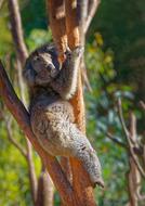 Koala Bear Animal