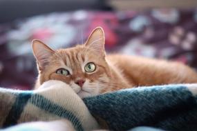 Cat Red Red-Headed