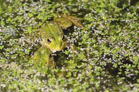 Green Frog Pond Amphibian