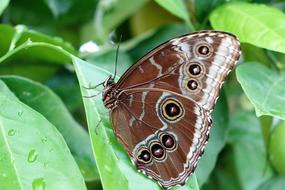 Butterfly Insect Nature