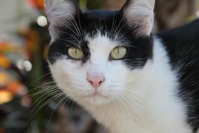 Pet Cat Animal