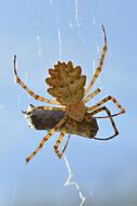Meal Of The Spider Insect Arachnid