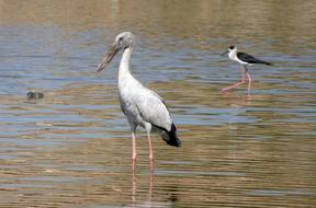 Bird Stork Asian Openbill