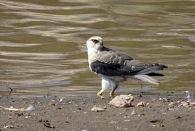 Bird Black-Shouldered Kite Elanus