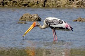 Bird Stork Painted Mycteria
