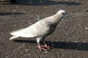 Pigeon Rock Feral