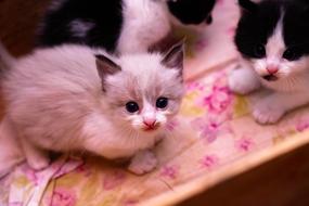kittens on a colored bed