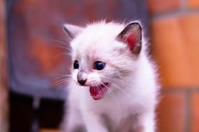 Cat Baby Kitten
