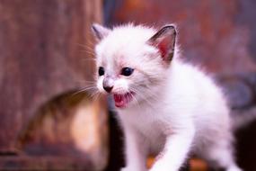 Cat Baby Kitten
