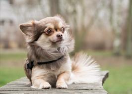 Chihuahua Dog Animal