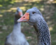 Goose Bird Animal