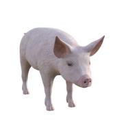 pig farm piglet animals cute pigs