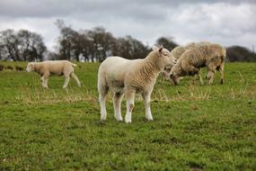 Sheep Grass Farm