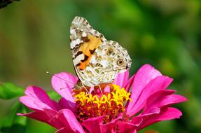 Butterfly Insect Flower