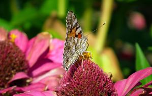 Butterfly Insect Flower
