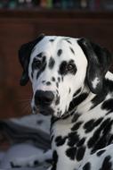 Dalmatians Dog Animal