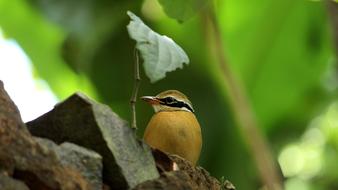 Indian Pitta Bird In wilderness