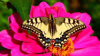 big butterfly on a flower in the garden