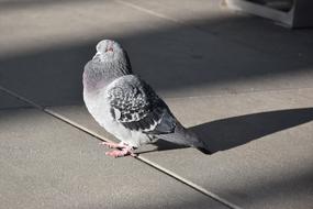 Dove Bird Walkway