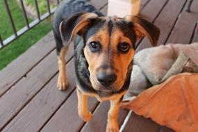 Dog Cute Pet