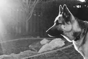 Dog German Shepard Mix People