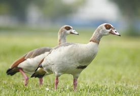 Ducks Wildlife Bird