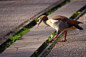 Nile Goose Duck Bird Water
