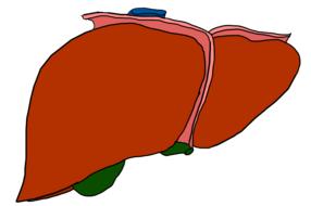 liver organ anatomy brown drawing