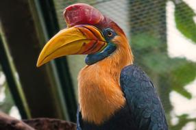 exotic colored bird with a large beak