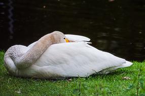 Goose Animal Bird