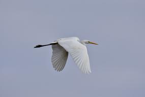Animal Sky Bird Wild