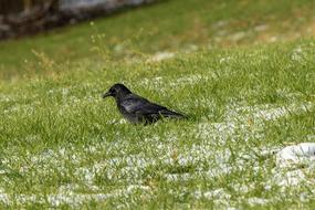 Crow Grass Bird