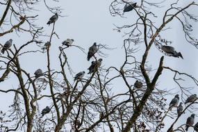 Tree Pigeons Bird