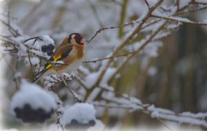 Goldfinch Elegant Bird